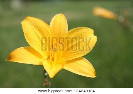 Желтый день lily