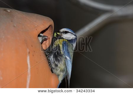 Blue Tit