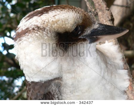 Kookaburra_laughing7