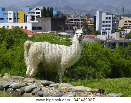 Lama At The Archaeological Garden, View At City And Inca Ruins From The Archeological Complex Pumapu