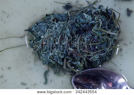 Jiaogulan Herb Is Also Referred To As The Herb Of The Immortals And Sold.