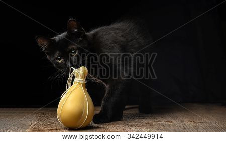 Black Kitten Sniffing Typical Italian Cheese Caciocavallo On A Dark Background.