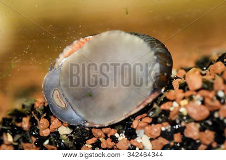The Macro Of An Anthracite Limpet Neritina Pulligera In The Aquarium
