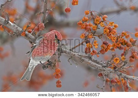 A Male Pine Grosbeak, Pinicola Enucleator, In Crabapple Tree