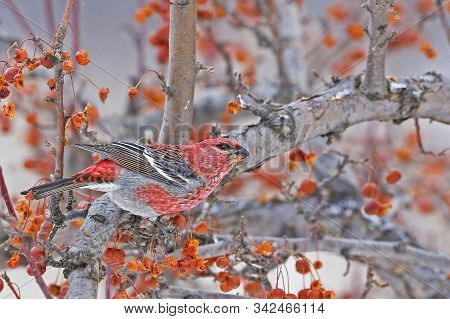 A Male Pine Grosbeak, Pinicola Enucleator, In Crabapples