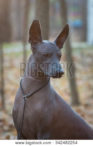 Dog Of The Xolo Breed (xoloitzcuintle, Mexican Hairless), Portrait
