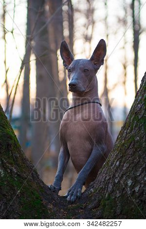 A Dog Of The Xolo Breed (xoloitzcuintle, Mexican Hairless) Stands On A Tree Trunk