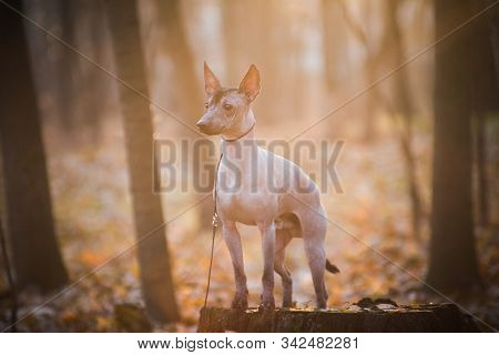 Xolo Dog (xoloitzcuintle, Mexican Hairless) In The Autumn Forest