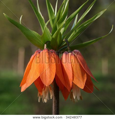 Fritillaria imperialis