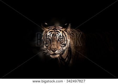 Fine Art Image Of Ranthambore Wild Male Tiger At Ranthambore National Park, Rajasthan, India