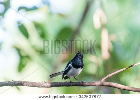 Bird (oriental Magpie-robin Or Copsychus Saularis) Male Black And White Color Perched On A Tree In A