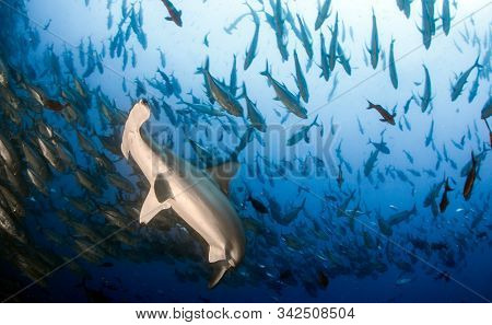 Hammerhead Shark At Cocos Island, Costa Rica