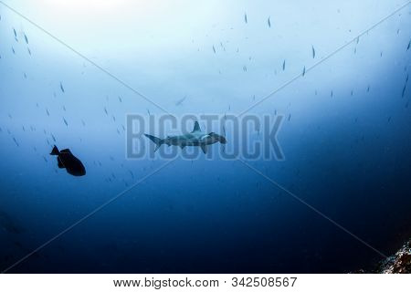 Hammerhead Shark At Cocos Island, Costa Rica