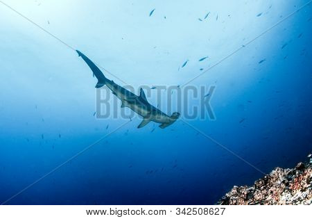 Hammerhead Shark At Cocos Island, Costa Rica