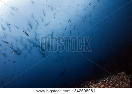 Hammerhead Shark At Cocos Island, Costa Rica