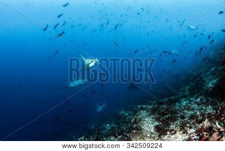 Hammerhead Shark At Cocos Island, Costa Rica