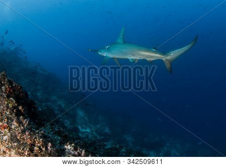 Hammerhead Shark At Cocos Island, Costa Rica