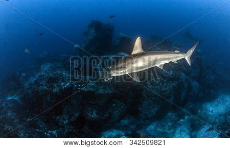 Hammerhead Shark At Cocos Island, Costa Rica