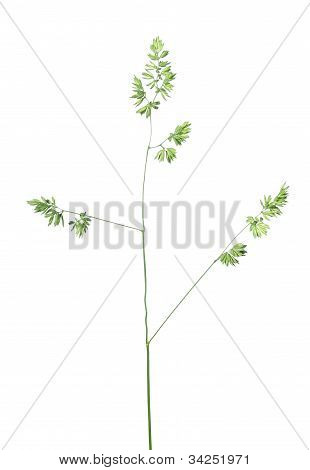 Snello di cazzo-piede (dactylis Polygama)