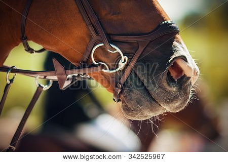 The Muzzle Of A Bay Horse Wearing A Bridle With A Snaffle, Illuminated By Sunlight On A Summer Day, 