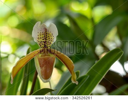 Local Orchid. Blooming Lady Slipper Orchid Flower Or Paphiopedilum Or Venus Shoe In Nature.