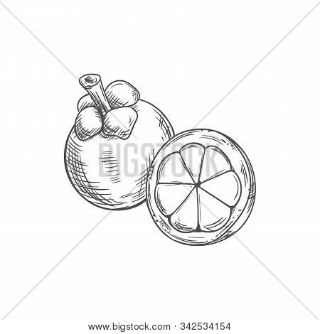 Mangosteen Fruit Isolated Sketch. Vector Exotic Tropical Purple Mangosteen Whole And Peeled