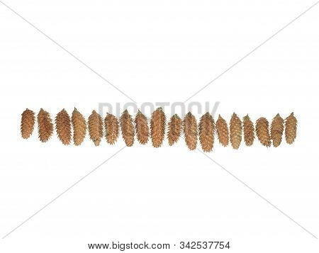 Many Spruce Cones In A Row Isolated On White Background