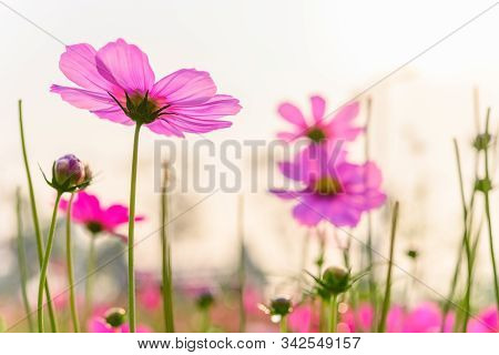 Low Angle View Of Beautiful Daisy Or Cosmos Bipinnata Cav