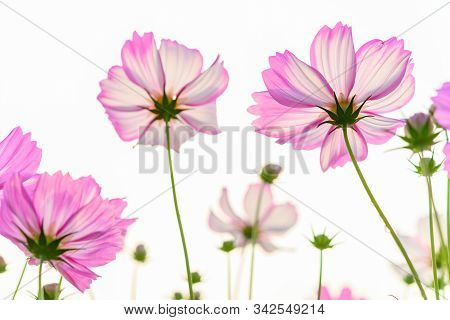 Low Angle View Of Beautiful Daisy Or Cosmos Bipinnata Cav