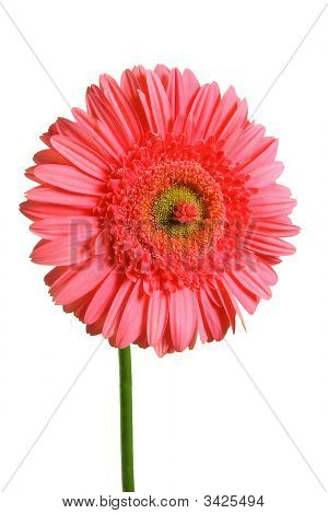 Rosa Gerbera