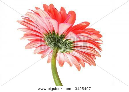 Rosa Gerbera