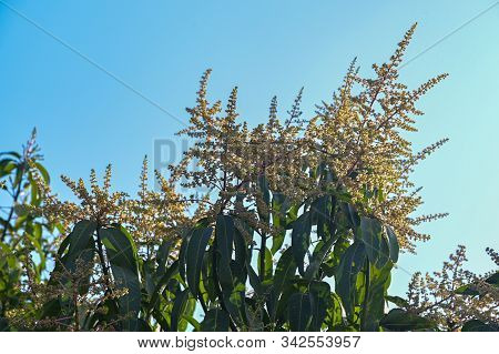 Mango Flower On Mango Tree, A Branch Of Inflorescence Mango Flower