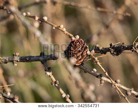European Larch (larix Decidua) Tree, Detail Of Branch With Cones In Winter