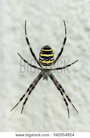 A Big Wasp Spider (argiope Bruennichi) Sitting In Web (vienna, Austria)