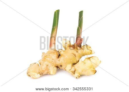 Fresh Ginger Root With Stem Isolated On White Background, This Is Asian Organic Herb Use For Health 