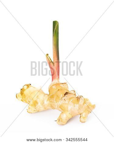 Fresh Ginger Root With Stem Isolated On White Background, This Is Asian Organic Herb Use For Health 