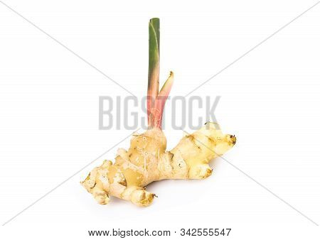 Fresh Ginger Root With Stem Isolated On White Background, This Is Asian Organic Herb Use For Health 