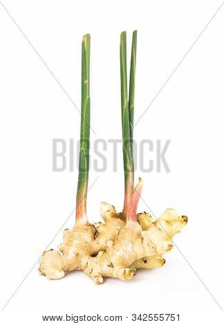 Fresh Ginger Root With Stem Isolated On White Background, This Is Asian Organic Herb Use For Health 