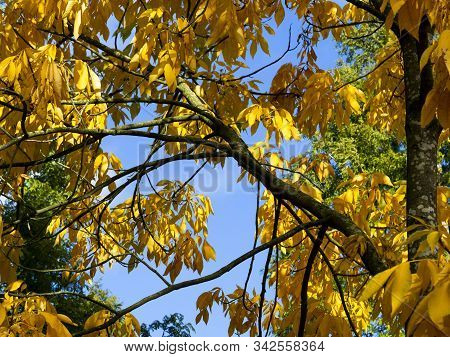 Beautiful Bright Yellow Autumn Foliage Of A Shagbark Hickory Tree, Carya Ovata, Against A Clear Blue