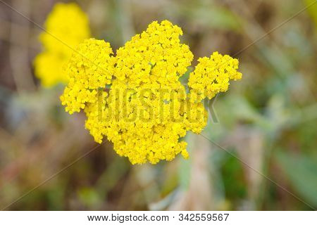 Yellow Yarrow.  Achillea Millefolium. It Is Used As An Alternative Drug Method For The Treatment Of 