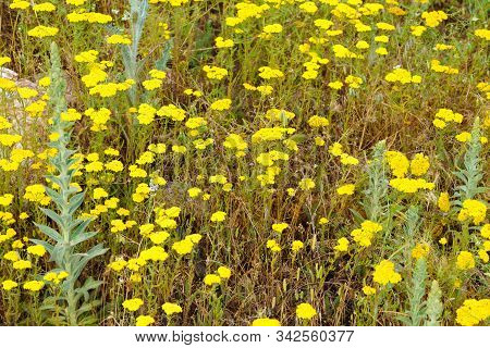 Yellow Yarrow.  Achillea Millefolium. It Is Used As An Alternative Drug Method For The Treatment Of 