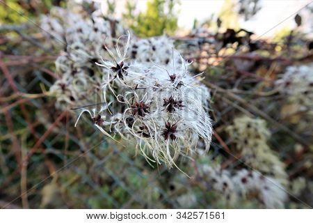 A Beautiful And Fluffy Wild Clematis In Autumn