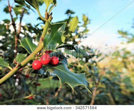 Christmas Holly Red Berries, Ilex Aquifolium Plant.