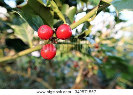 Christmas Holly Red Berries, Ilex Aquifolium Plant.