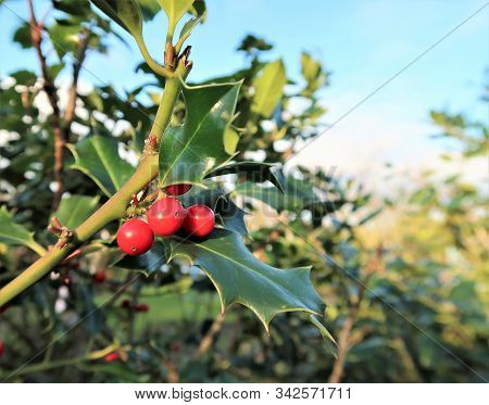 Christmas Holly Red Berries, Ilex Aquifolium Plant.