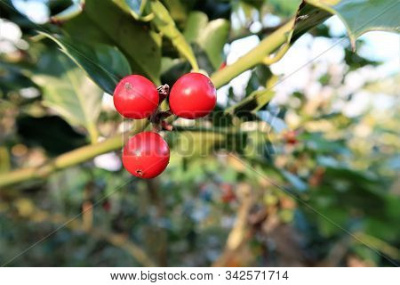Christmas Holly Red Berries, Ilex Aquifolium Plant.
