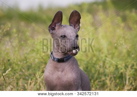Funny Xolo Puppy (xoloitzcuintle, Mexican Hairless) With A Fluff In His Mouth