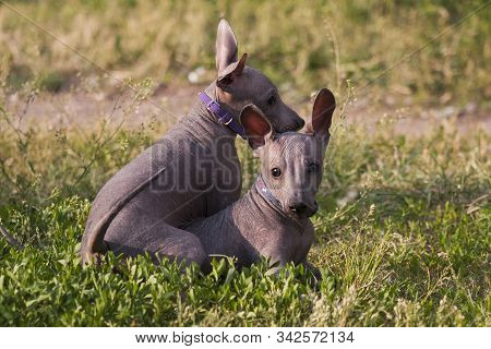 Two Xolo Puppies (xoloitzcuintle, Mexican Nude) Play