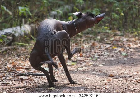 Funny Dog Xolo Breed (xoloitzcuintle, Mexican Nude) In A Summer Forest