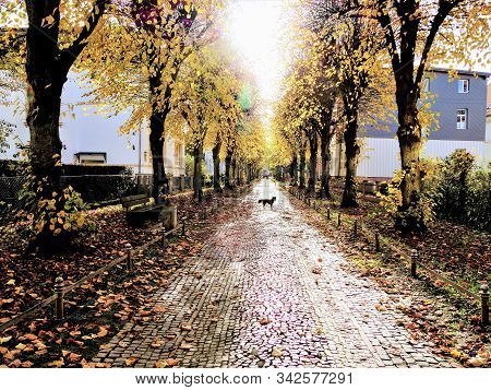 A Beautiful Autumn Day In A Park